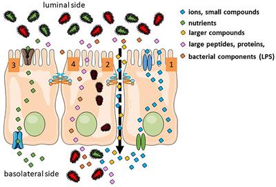 The Role of Intestinal Permeability in Gastrointestinal Disorders and Current Methods of Evaluation